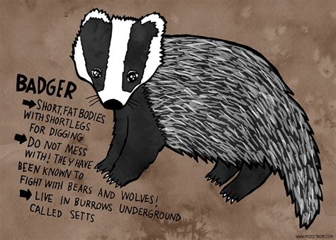 365 Days of Animals by My Zoetrope 019: Badger Pen/Ink/Digital | Animal facts, Facts for kids ...