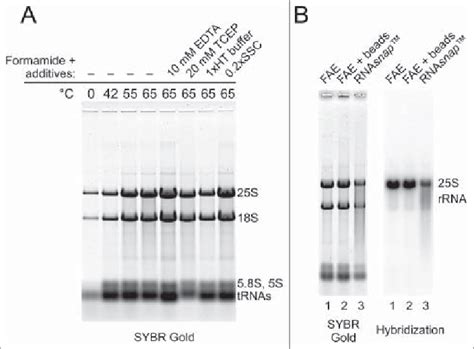 Efficient extraction of yeast RNA by heating yeast cells in the ...