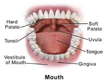 Human Mouth Anatomy