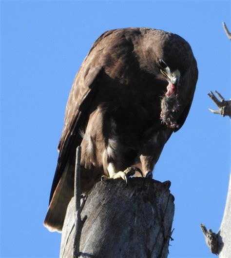 Red-Tailed Hawk - FeederWatch