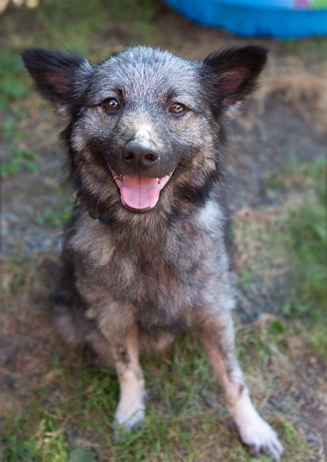 Shelter Dogs of Portland: "MACK" irresistable! Norwegian Elkhound mix