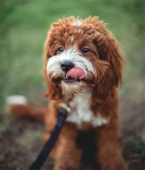 How Often Should You Groom A Cavapoo