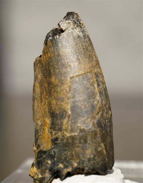 Is this a Baryonyx tooth? - Fossil ID - The Fossil Forum