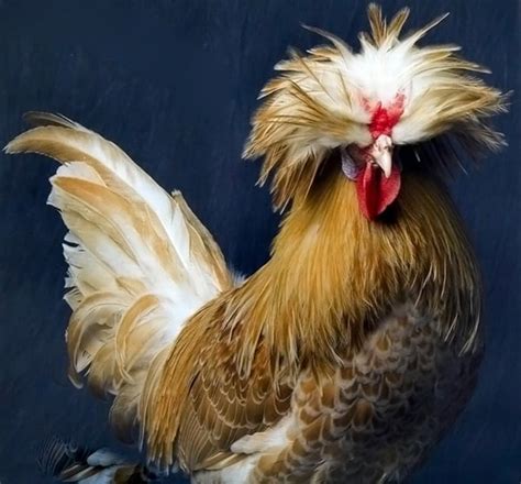 30 Hilarious and Funny Pictures of Chickens - Tail and Fur