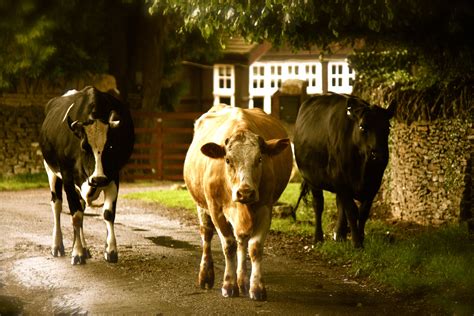 Minchinhampton Common | Cotswolds, Picture postcards, Gloucestershire