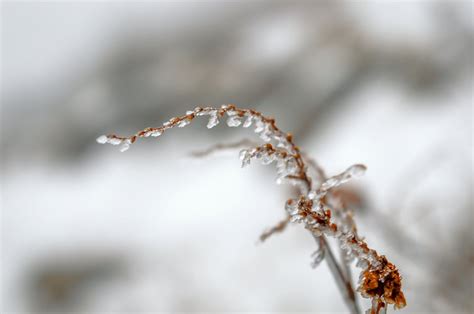 Macro Photography of Snowflake · Free Stock Photo