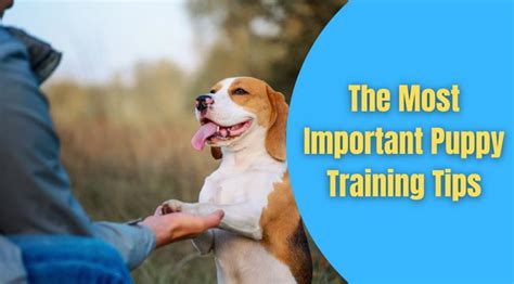 The Most Important Puppy Training Tips