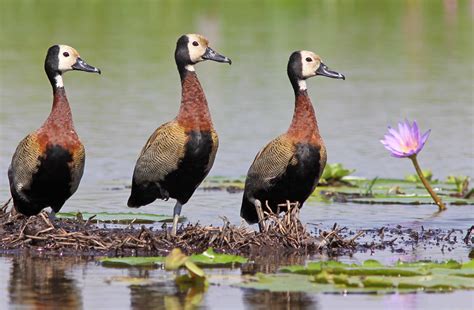 White Faced Whistling Ducks - Google Search | Geese breeds, Pet birds, Beautiful birds