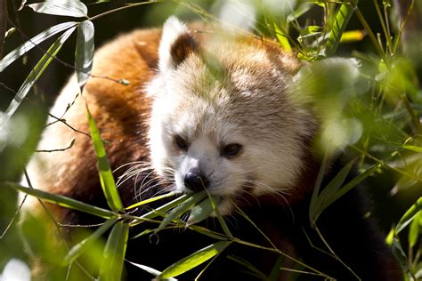 Red Pandas – Zoo’s Winter Visitors | Reid Park Zoo