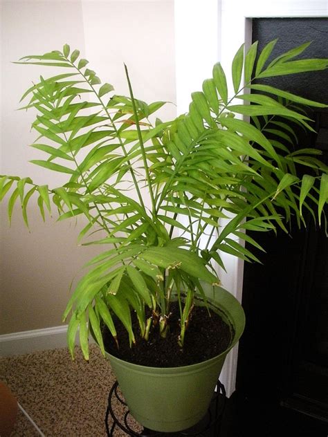 How To Care For Parlor Palm Plant