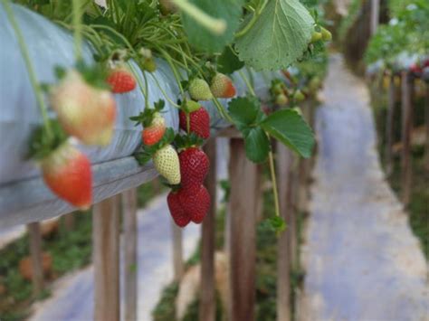 8 Popular Strawberry Farms To Visit In Cameron Highlands