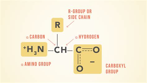 Essential Amino Acids: Chart, Abbreviations and Structure | Technology Networks