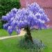 5 Chinese Wisteria Tree Seeds Fast Climber Flower Vine, Cold Hardy ...