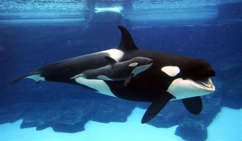 NEPTUNE 911 For Kids: Are Orcas Too Smart for Captivity?