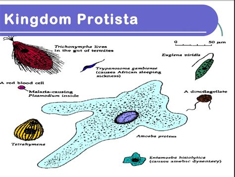 Kingdom Protista: Definition, Characteristics & Examples | It Lesson ...