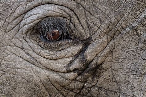 African elephant eye close up / Faces of / Webshop - Richard Guijt Photography