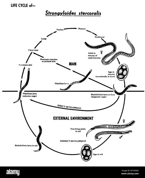 Strongyloides stercoralis nematode, various stages in the life cycle ...