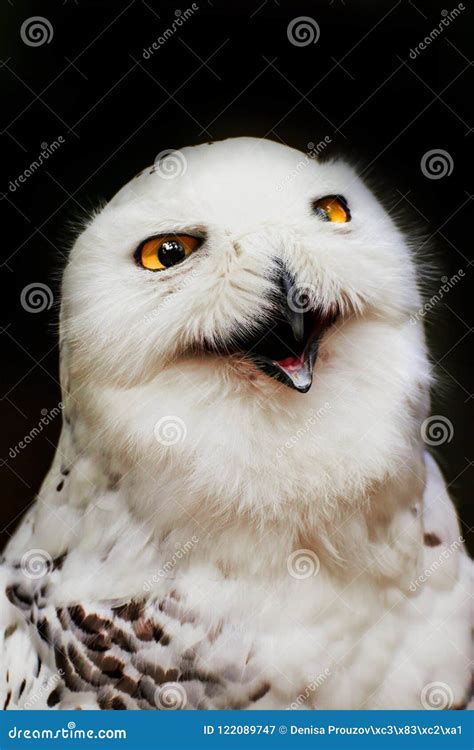 Portrait Snowy Owl with Open Beak Stock Image - Image of predator, white: 122089747