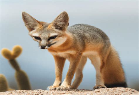 Discover Fascinating Blanford's Fox Facts: Behavior, Habitat, and Adaptations - FoxAuthority