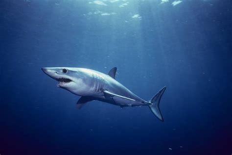 Stunning "Mako Shark" Artwork For Sale on Fine Art Prints