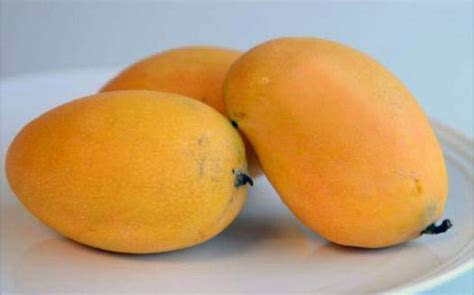 *Grafted MANGO TREE 1 GALLON (70+ VARIETIES WOW!) – Lara Farms Miami