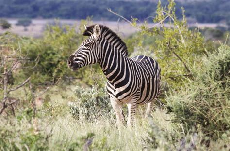 Images of Mapungubwe National Park | South Africa Nature Reserves