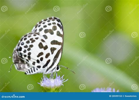 White Butterfly in Garden or in Green Nature Stock Image - Image of ...