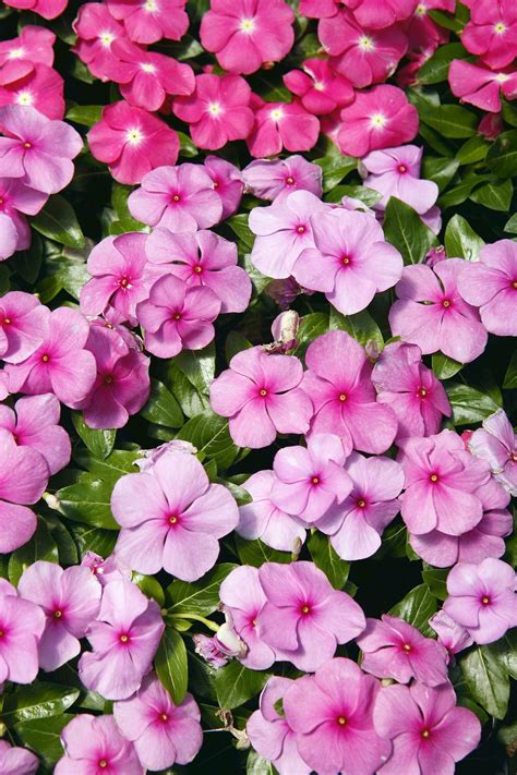 The 15 Best Annual Flowers You Need to Plant In Your Yard | Annual flowers, Long lasting flower ...