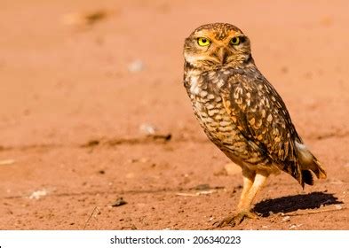 3,109 Owl Desert Images, Stock Photos, 3D objects, & Vectors | Shutterstock