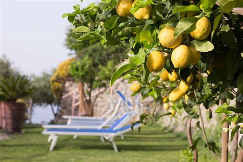 740+ Amalfi Coast Lemon Trees Stock Photos, Pictures & Royalty-Free Images - iStock