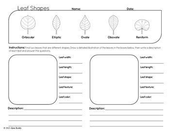 Leaf Shape Worksheet and Poster (FREE!) by Dean Science | TPT