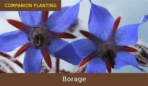 Companion Planting Borage - Growing Guides