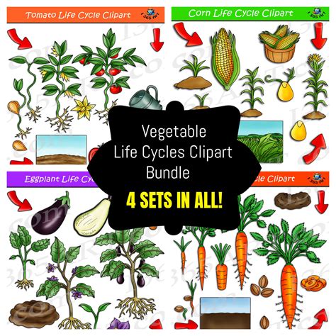 Vegetable Life Cycle Clipart Bundle #1 - 4 Sets In All - Clipart 4 School