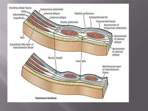 deep fascia – Liberal Dictionary