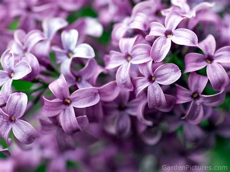 Lilac Flower - Purple Photo (34733517) - Fanpop - Page 7