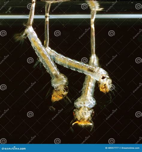 Culex Mosquito Larvae Hanging By Their Breathing Tubes Stock Illustration - Image: 48557777