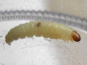 What Do Fly Maggots Look Like? - Colonial Pest Control