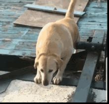 Dogs Falling GIFs | Tenor