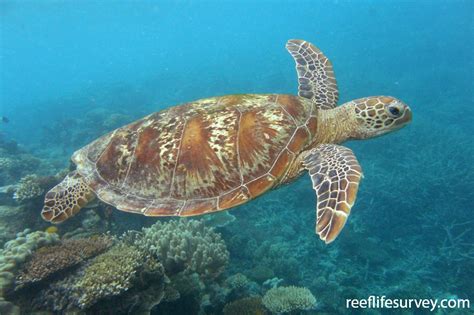 Chelonia mydas - Green Turtle | ReefLifeSurvey.com