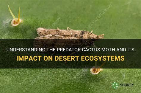 Understanding The Predator Cactus Moth And Its Impact On Desert Ecosystems | ShunCy