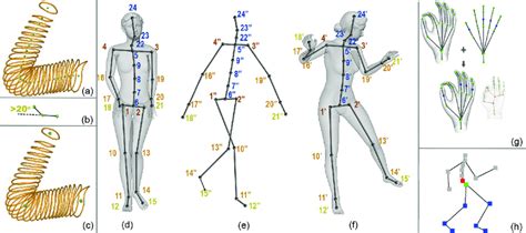 Creation of the animation skeleton. (a) shows one curve skeleton... | Download Scientific Diagram