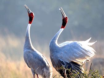 Bharatpur Bird Sanctuary Tour - Keoladeo Ghana National Park