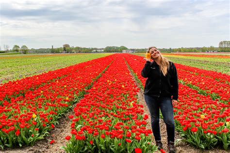 Tulip Garden In Amsterdam Netherlands | Fasci Garden