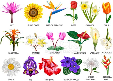 Eighteen Species of Colorful Flowers Stock Vector - FreeImages.com