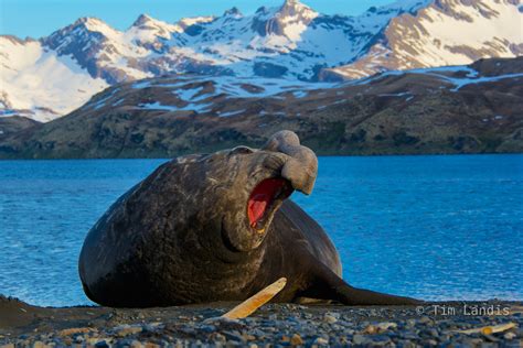 Southern Elephant Seal with Whale Bone | South Georgia Islands | Doc Landis Photography