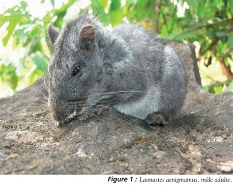 Species New to Science: [Mammalogy • 2011] Laonastes aenigmamus | an enigmatic rodent recently ...