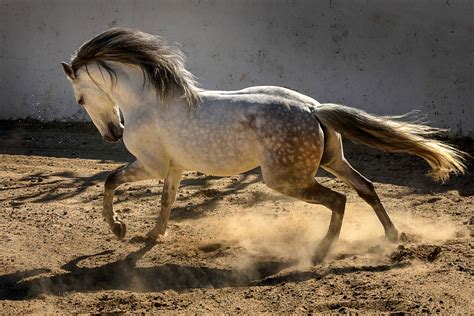 Classical dressage riding holiday at Alcainca, Portugal | Equus Journeys