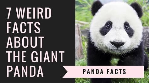 Pandas habitat facts