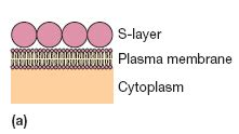 Archaebacteria Cell wall Structure and Composition ~ Biology Exams 4 U