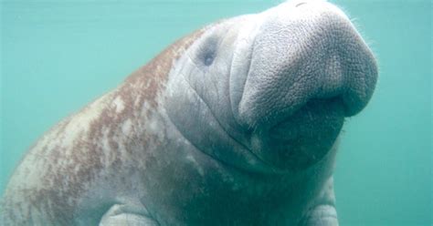 Video Shows Proud Mama Manatee With Rare Set Of Twins - The Dodo